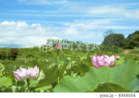 高原の蓮 8988008