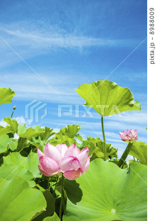 古代蓮 古代蓮 8988009