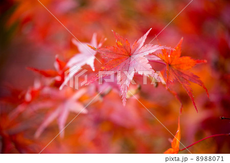 紅葉 8988071