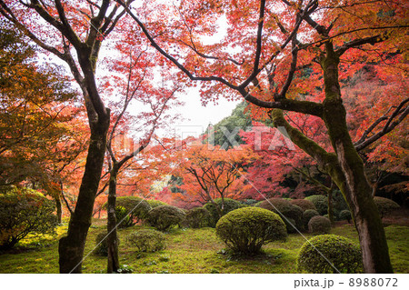 九年庵の紅葉 九年庵の紅葉 8988072