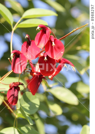 海紅豆 海紅豆 8988297