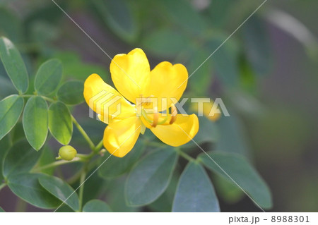 アンデスの乙女 8988301