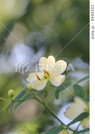 アンデスの乙女 アンデスの乙女 8988302