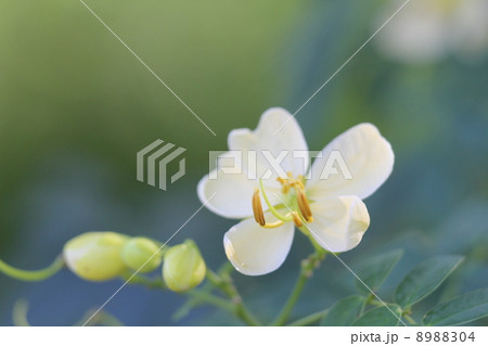 アンデスの乙女 アンデスの乙女 8988304