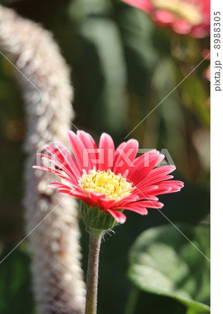 ガーベラ ガーベラ 8988305