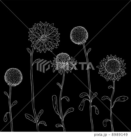 Yellow sunflower on a white background Yellow sunflower on a white background 8989149