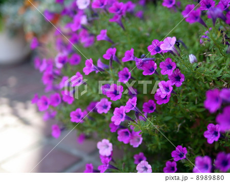 ミリオンベル 8989880