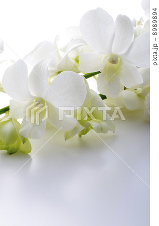 デンファレ デンファレ 8989894