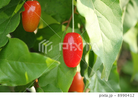 ぐみの実 ぐみの実 8990412