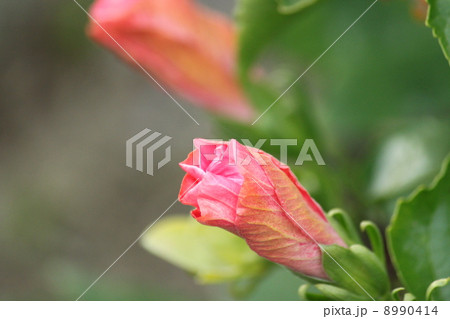 ハイビスカスのつぼみ 8990414