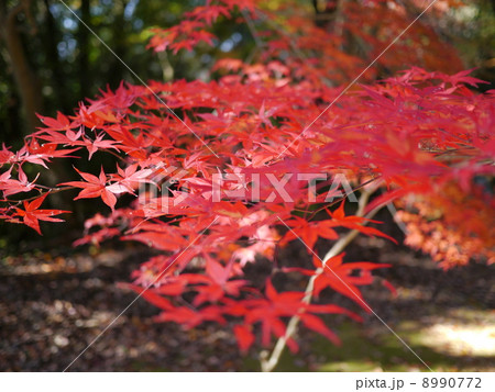 赤いもみじ 8990772