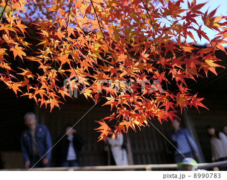 寂光院　紅葉狩り 8990783