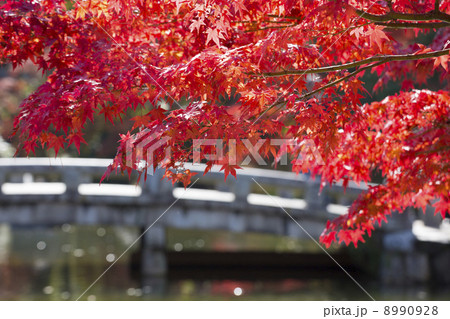 円山公園のモミジ 円山公園のモミジ 8990928