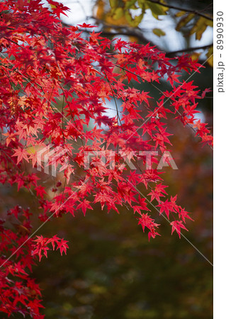 紅葉のモミジ 紅葉のモミジ 8990930