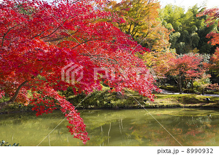 高台寺　臥龍池の紅葉 8990932