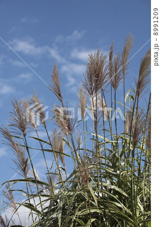 公園のススキと青空　秋の公園 8991209