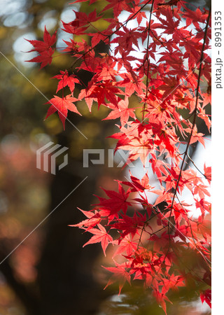 紅葉　四季の風景写真素材 8991353