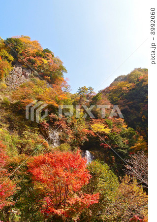紅葉の金龍の滝 紅葉の金龍の滝 8992060