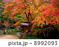 小新屋観音 8992093