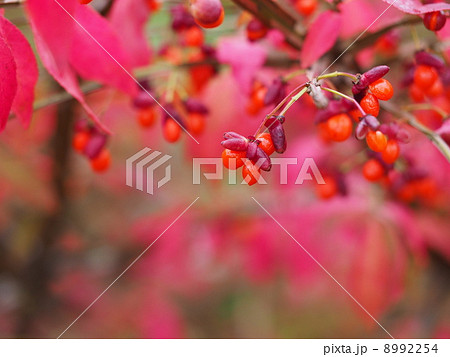 紅葉したニシキギの赤い実 紅葉したニシキギの赤い実 8992254