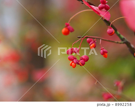 紅葉したニシキギの赤い実 8992258