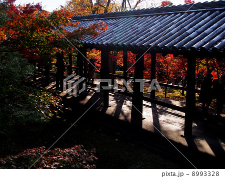 京都の紅葉 8993328