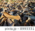 落ち葉 8993331