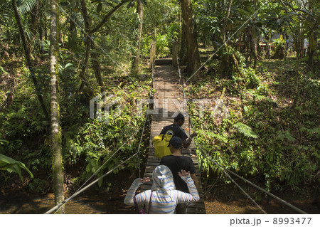 バベルダオブ島のガラスマオのジャングル　パラオ 8993477