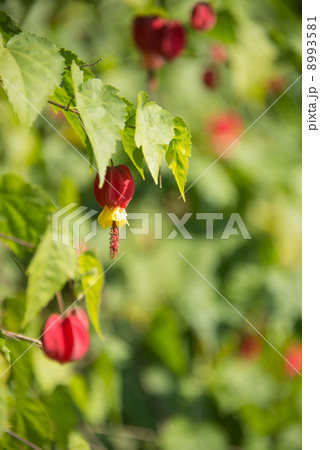 ウキツリボク（チロリアンランプ）　花の写真素材 8993581