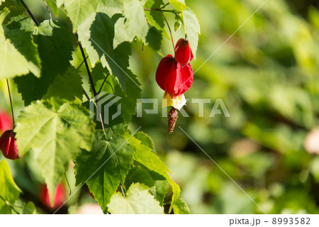 ウキツリボク（チロリアンランプ）　花の写真素材 8993582