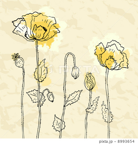 Red poppies on a white background 8993654