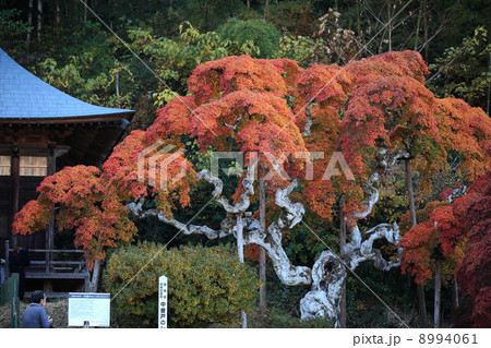 中釜戸のシダレモミジ 中釜戸のシダレモミジ 8994061