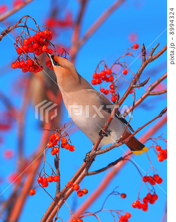 美麗鳥　 8994324