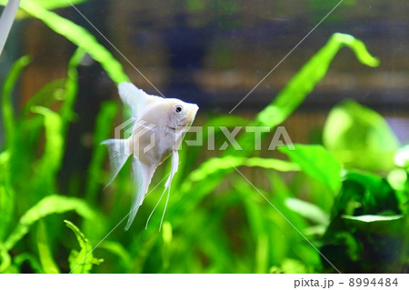 Freshwater Angelfish 'Platinum' 8994484
