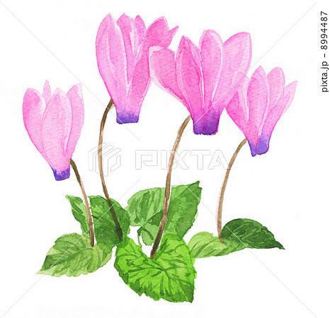cyclamen131126pix1 8994487