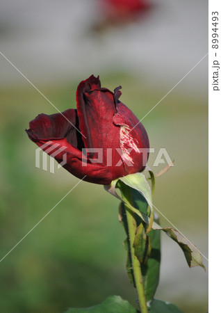 ローズオオサカのつぼみ ローズオオサカのつぼみ 8994493