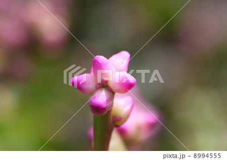 ツルムラサキの蕾 8994555