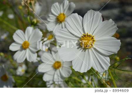 コスモス 8994609