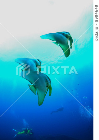 ツバメウオ ツバメウオ 8994649