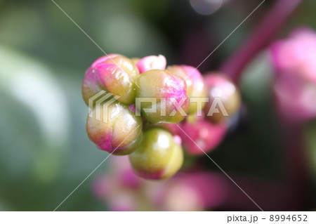 ツルムラサキの実 8994652