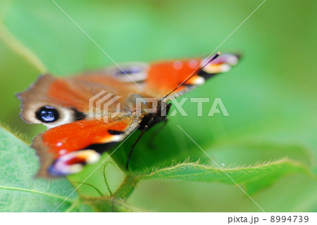 葉の上で翅を休めるクジャクチョウ-86：長野県北アルプス山麓松川村 8994739