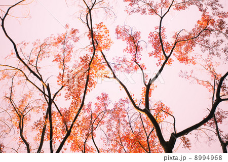 紅葉 8994968