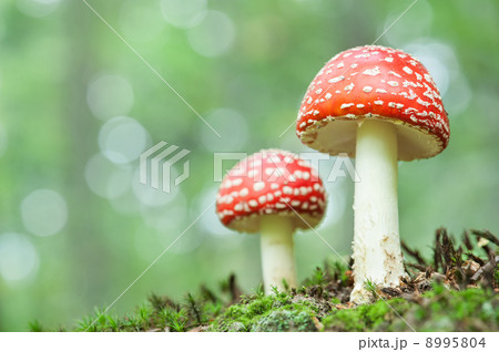 mushroom 8995804