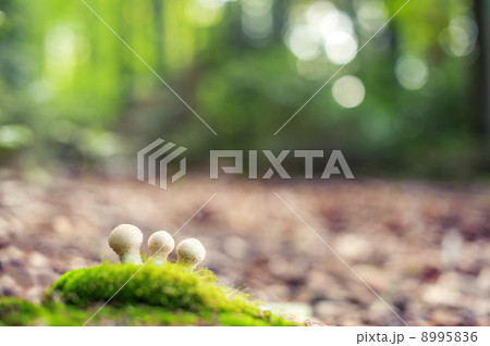 mushroom 8995836