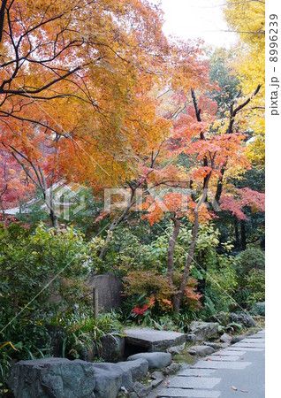 紅葉7 紅葉7 8996239