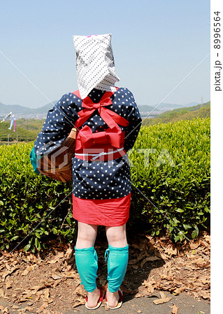 茶摘み娘 8996564