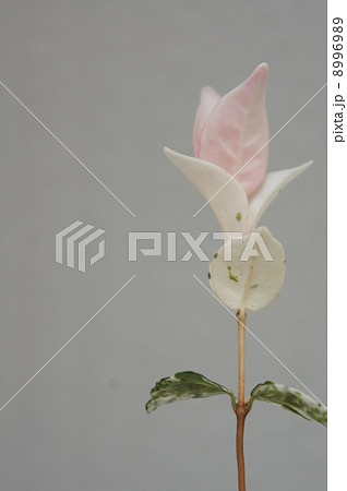 ゴシキカズラ ゴシキカズラ 8996989