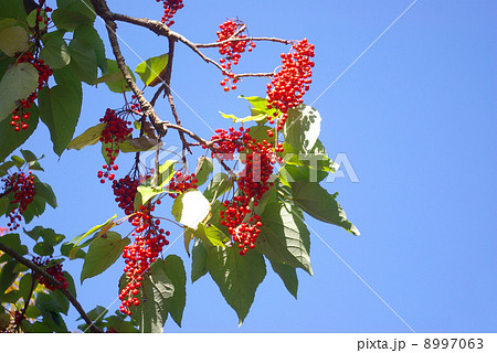 イイギリの赤い実 8997063