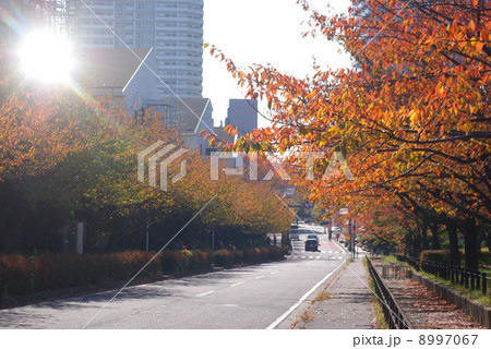 東戸塚の桜並木の紅葉 東戸塚の桜並木の紅葉 8997067