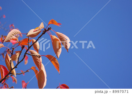 桜の葉の紅葉 8997071